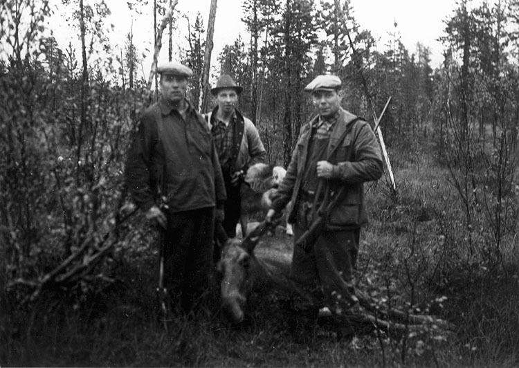 Älgjakt på kronotorp. Avsjö 1. 1952.