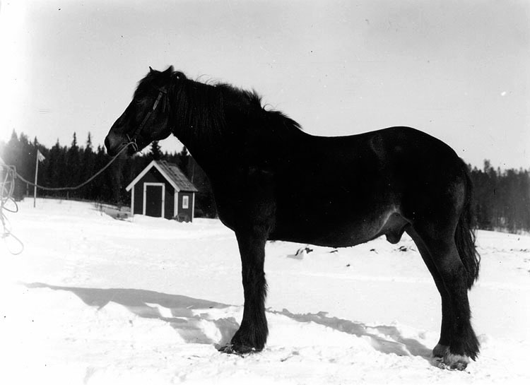 Edvard Anderssons häst i Brattliden.1928.