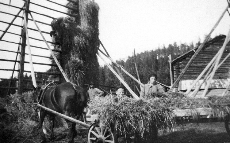 Hässjning av korn hos August Alenius 1928.
