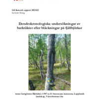 Klang, Lennart. 2023. - Dendrokronologiska undersökningar av barktäkter eller bläckningar på fjällbjörkar inom fastigheten Björkfors 1:707 m.fl. Storumans kommun, Lapplands landskap, Västerbottens län.