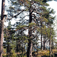 JLM BW-ÅAS24C 28 - Skogsbruk
