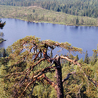 JLM BW-ÅAS24C 4 - Skogsbruk