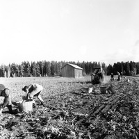 JLM INLÅN440 - Jordbruk
