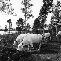 JLM INLÅN517 - Jordbruk