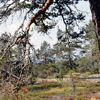 JLM BW-ÅAS24B 36 - Skogsbruk
