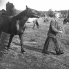 Hästpremiering