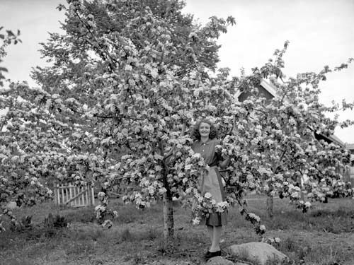 Greta Persson vid blommande äpplet. Staversvad.
