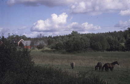 Betande hästar i Tåckarp.