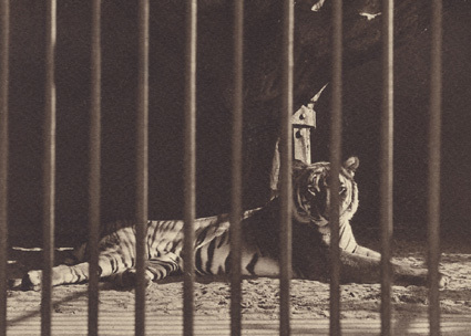 Tiger Zoologisk have Köpenhamn 1913. 