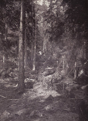 Skog vid Hedensberg.