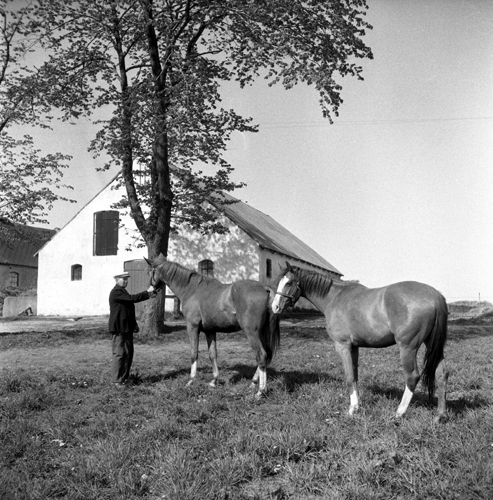 1955 Hästar från Tommarp till Kronan