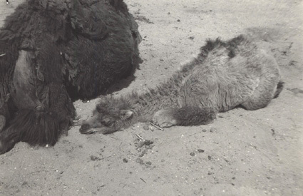 Zoologisk Have, 1931 i maj, kamelunge