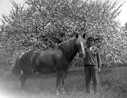 Ored Svensson (rixOred) och hästen, Allet.