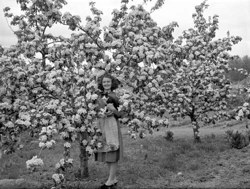 Greta Persson vid blommande äpplet. Staversvad.