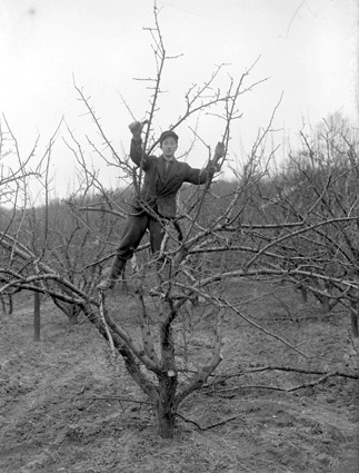 Gösta Månsson klipper träd, Furustad.