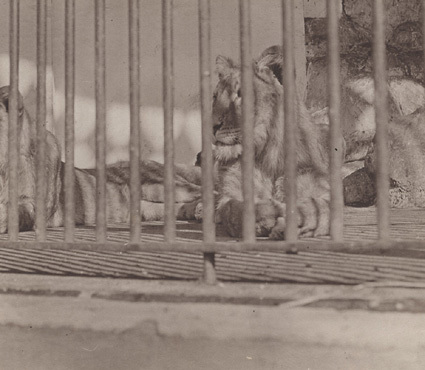 Från Zoologisk Have Köpenhamn 1913.