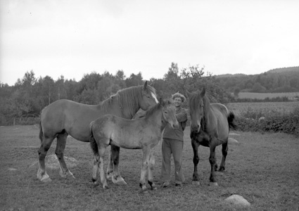 Otto Olsson o hästarna Sverkedal.