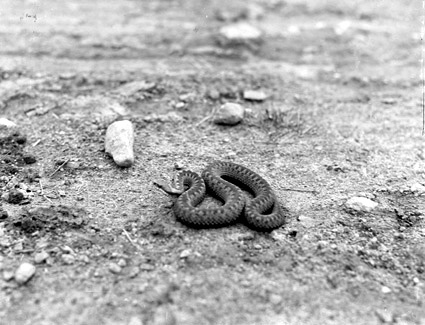 En orm från sidan Mjönäs.