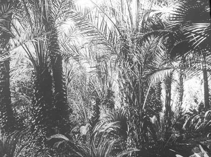 Palmskog från Rivieran.