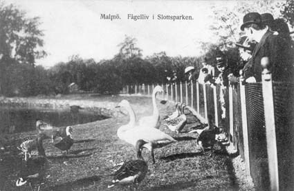 Malmö. Fågelliv i Slottsparken
