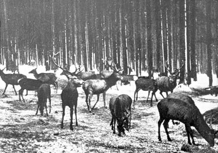 Hjortar i Thüringerwald.