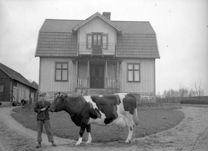 Anton Olssons son Ove med ko framför huset i Bo...