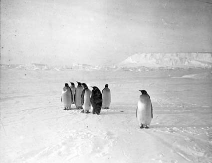 Pingviner på vandring.