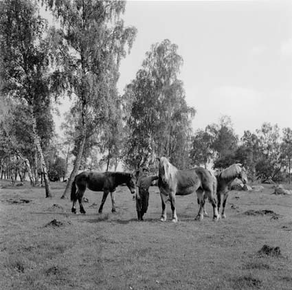 Brita Nilssons hästar i Allarp,1956.