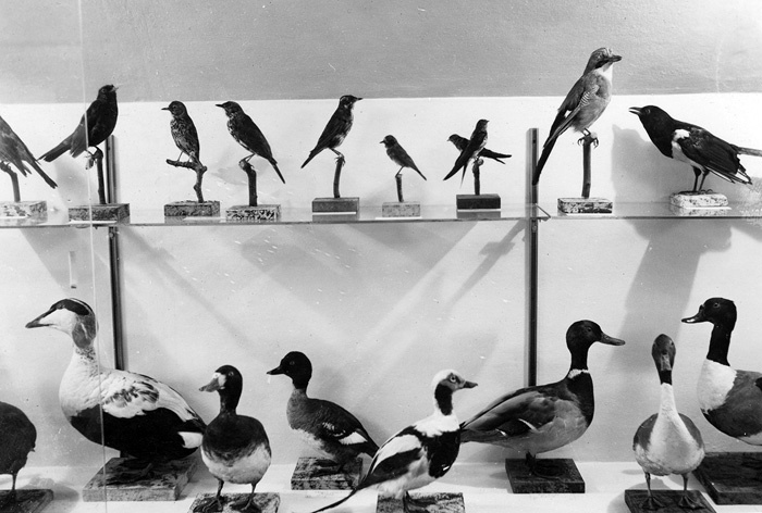 Falsterbo museum. Uppstoppade fåglar.