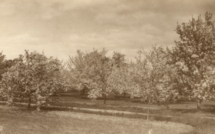 Visingsö, 1922. Blommande fruktträdgård.