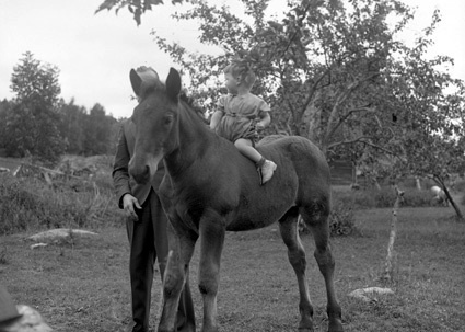 Frida Johanssons pojk på häst Staversvad.
