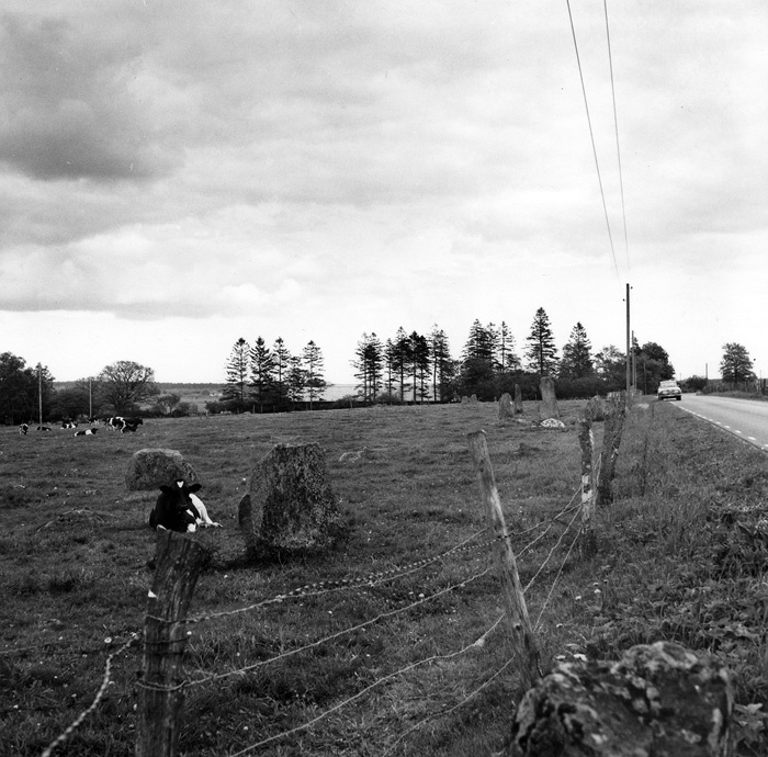 Gravfält med resta stenar: Vinslöv.