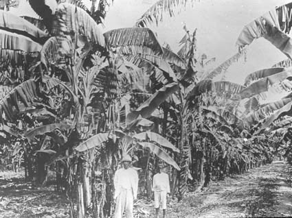 Bananplantering i Mellanamerika.
