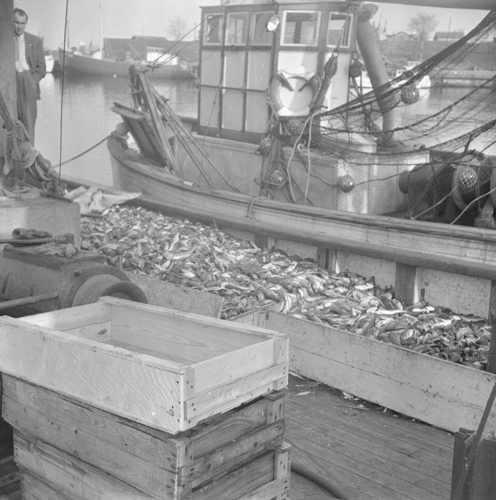 fisk- export