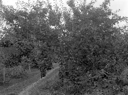 Simon Andersson Romelia äppleträd.