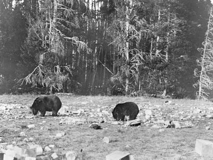 Björnar i Yellowstone-parken.