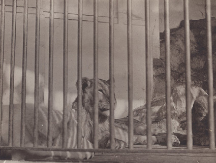 Från Zoologisk Have Köpenhamn 1913.