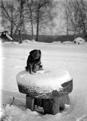 Tage Turessons hund i snö Arkelstorp.