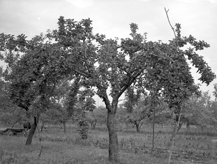Alfred Andersson äppelträd, Furustad.