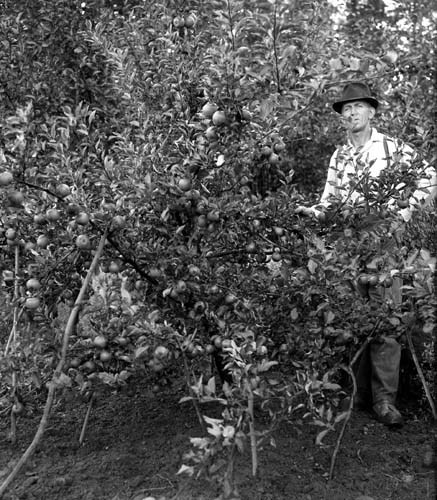 Henning Nilsson vid äppleträd Arkelstorp.