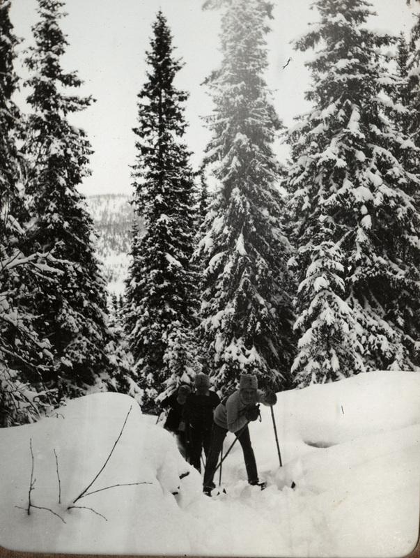Militärer på skidor i granskog.