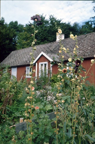 Gerd Angrens trädgård, Bjärlöv