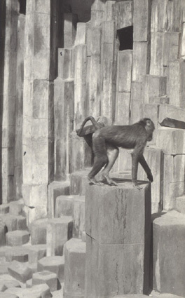 Zoologisk Have, 1931 i maj