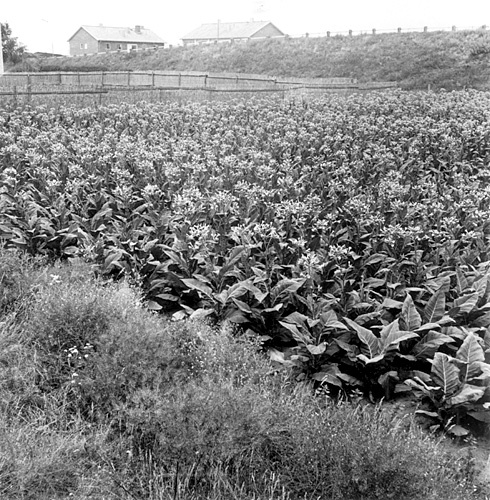 Tokaksodling. Tobaksbolagets plantor i blom.