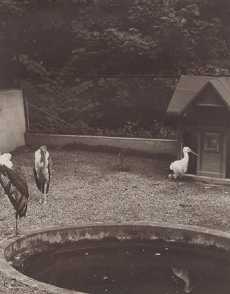 Köpenhamn 1913 Zoologisk have. Marabustork och ...
