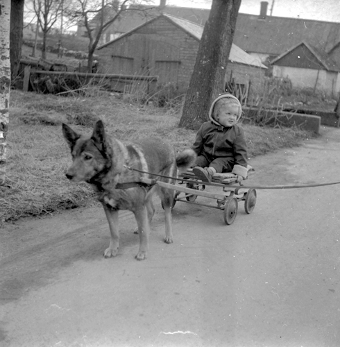 Hund drar barnvagn