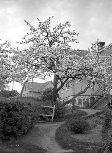 Anders Larssons blommande fruktträd Arkelstorp.
