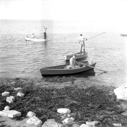 Ål - ljustring  (tobbisfiske)