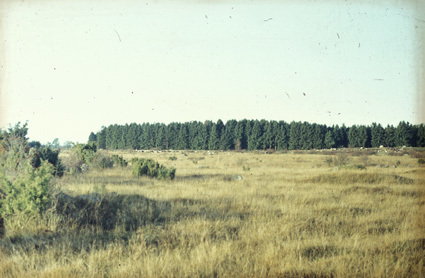 Foto från gravfältet med boplatsen i bakgrunden.
