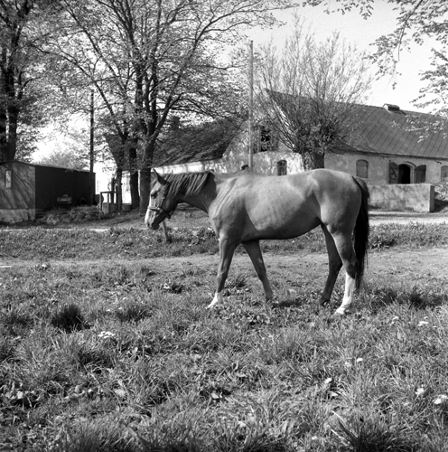 1955 Hästar från Tommarp till Kronan